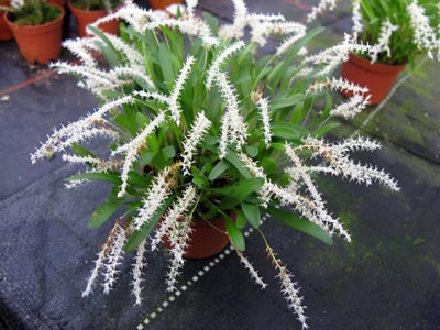 Dendrochilum parvulum