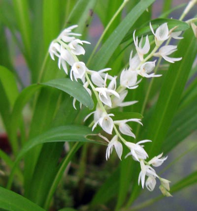 Dendrochilum parvulum