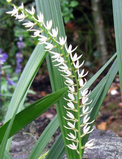 Dendrochilum yuccifolium