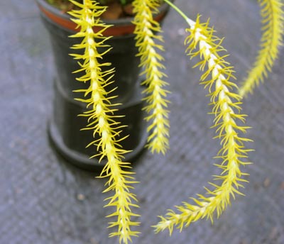 Dendrochilum pulcherimum