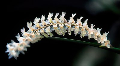 Dendrochilum tenellum