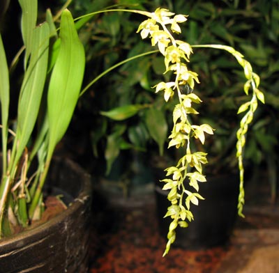 Dendrochilum uncatum