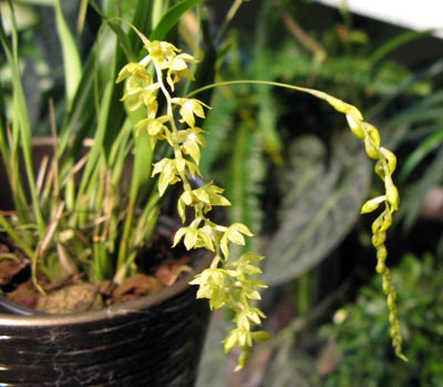 Dendrochilum uncatum