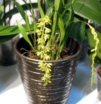 Dendrochilum uncatum