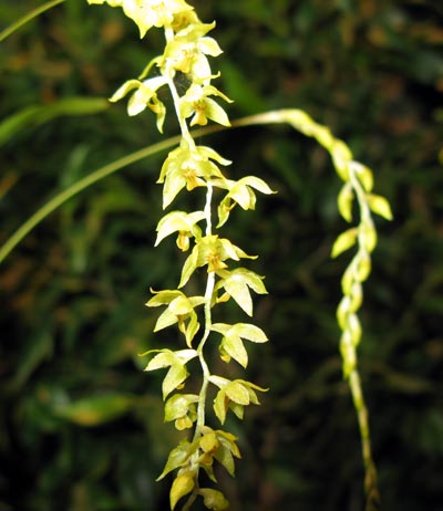 Dendrochilum uncatum