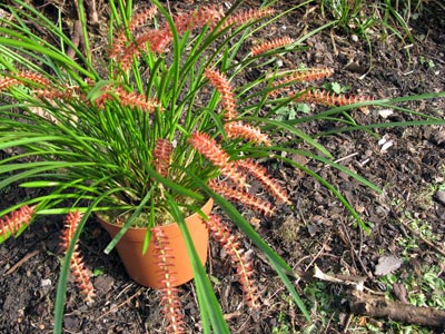 Dendrochilum wenzelii