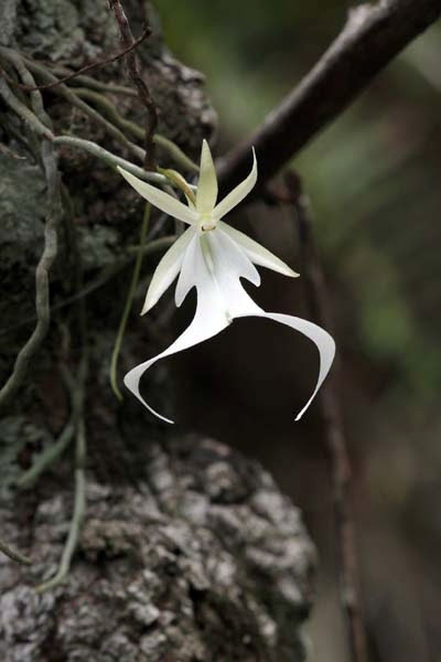 Dendrophylax lindenii (Polyradicion lindenii)