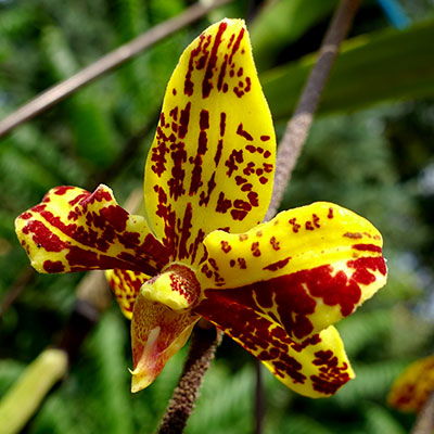 Dimorphorchis lowii