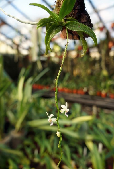 Diplopora truncata