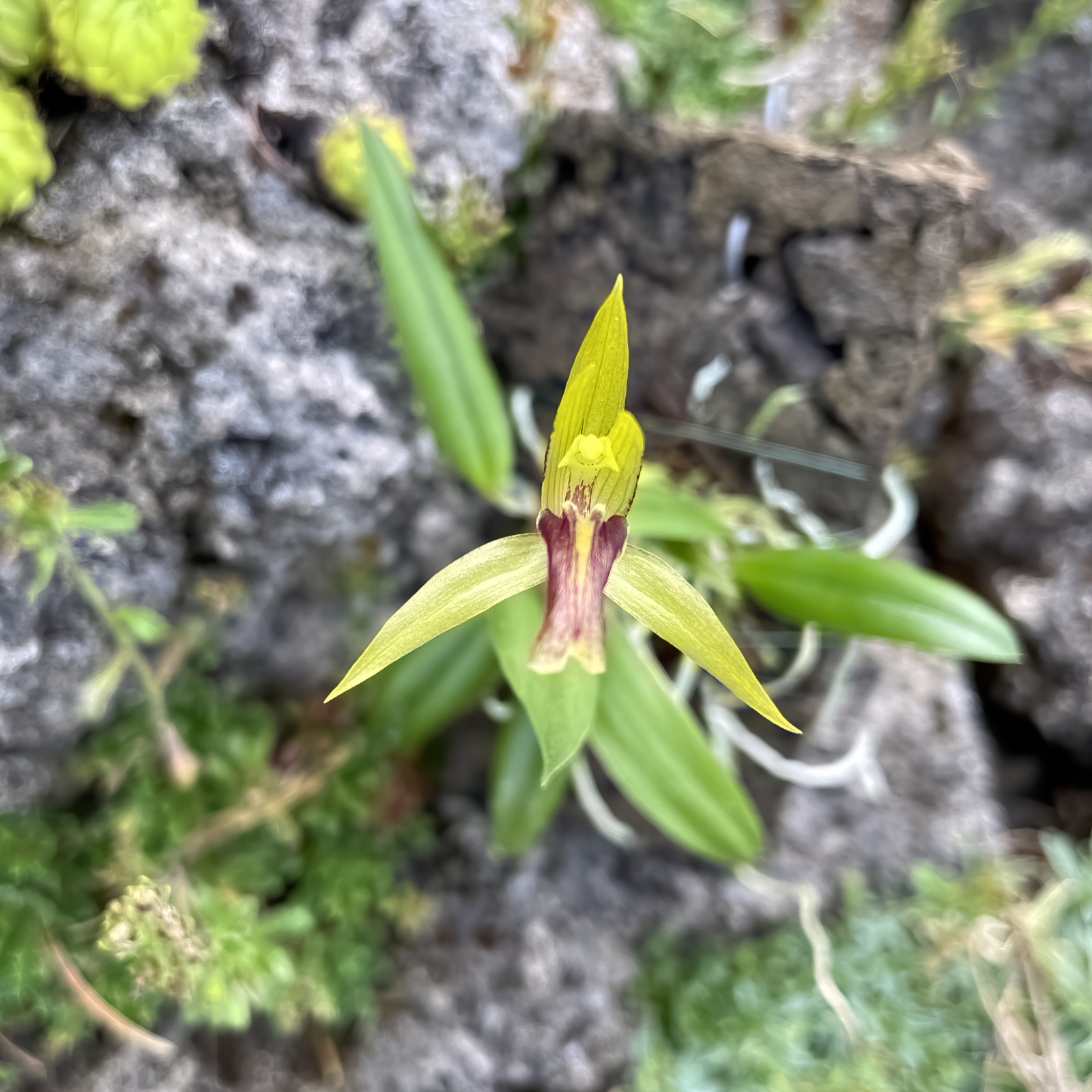 Domingoa haematochila