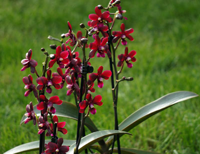 Doritaenopsis ,La Reine de Porcelaine'