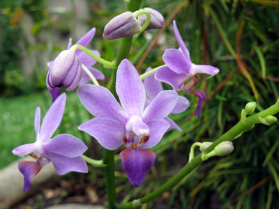 Doritonopsis Purple Gem ,Aida'