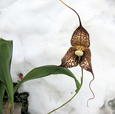 Dracula gorgona