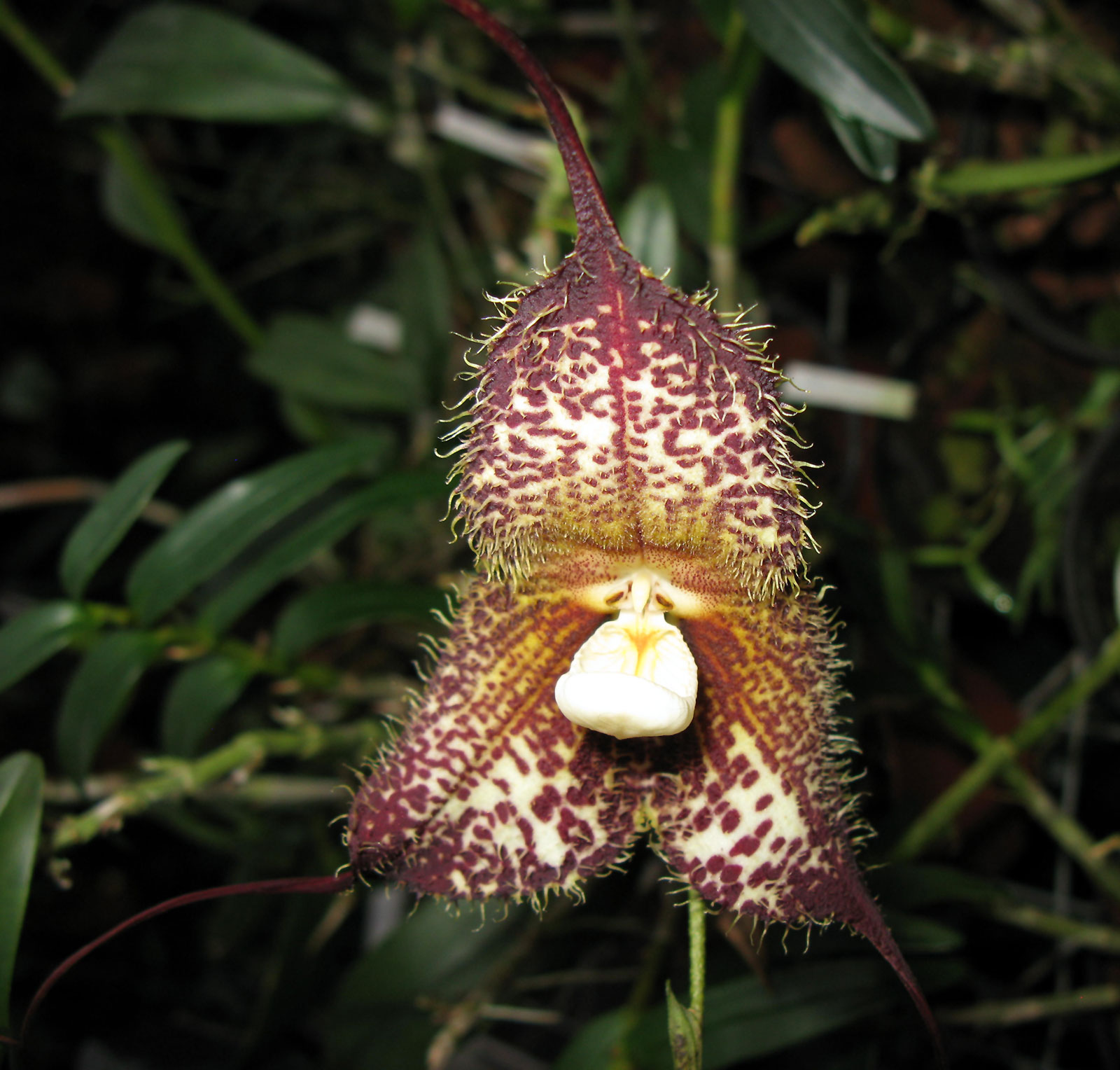 Dracula gorgona