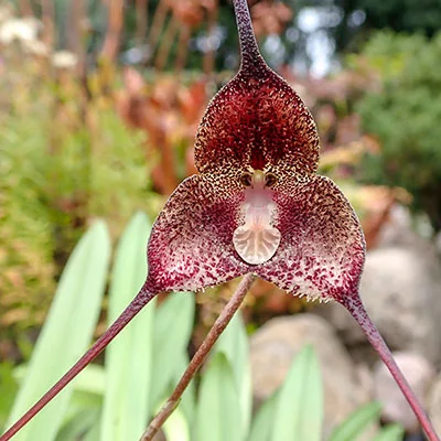 Dracula orientalis