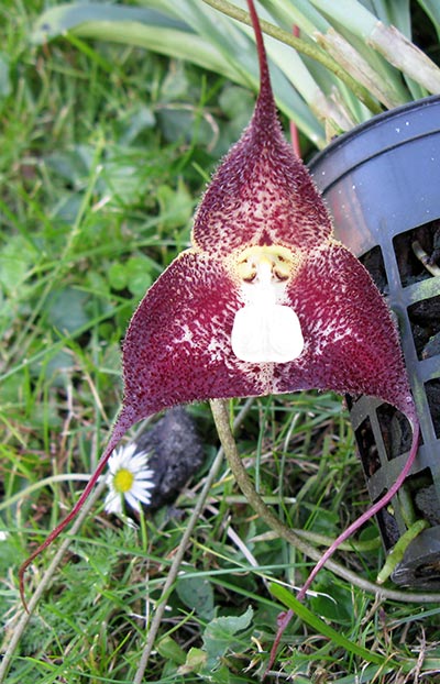 Dracula polyphemus ,Waldvogel'