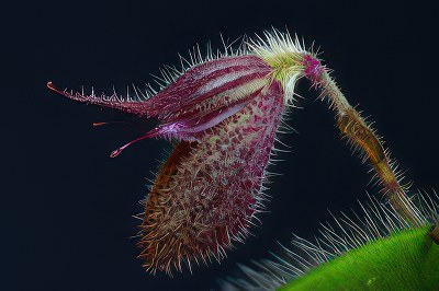 Dresslerella pilosissima