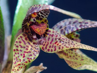 Dryadella zebrina