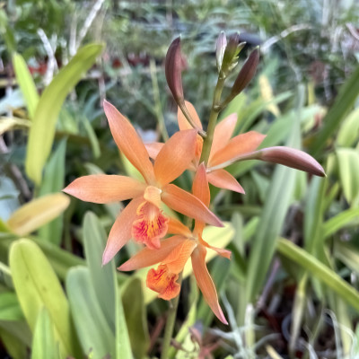 Enanthleya Circus Lady ,Tainan' (Cattlianthe Trick or Treat x En