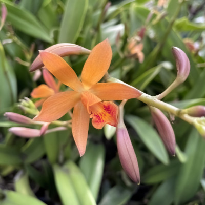 Enanthleya Circus Lady ,Tainan' (Cattlianthe Trick or Treat x En