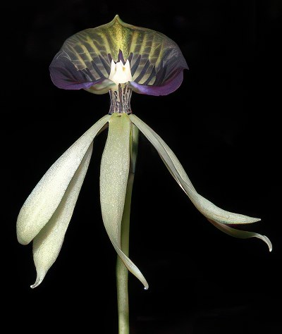 Encyclia cochleata