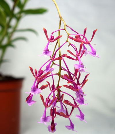 Epidendrum capricornu