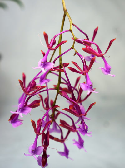 Epidendrum capricornu