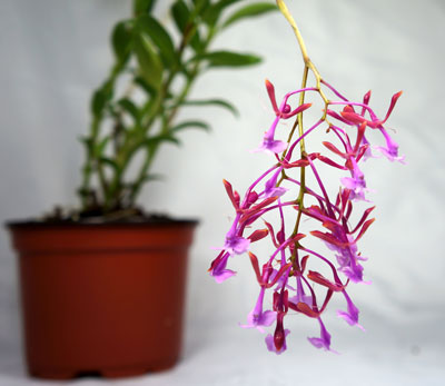 Epidendrum capricornu