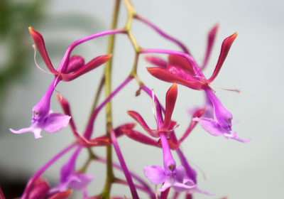 Epidendrum capricornu