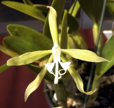 Epidendrum ciliare