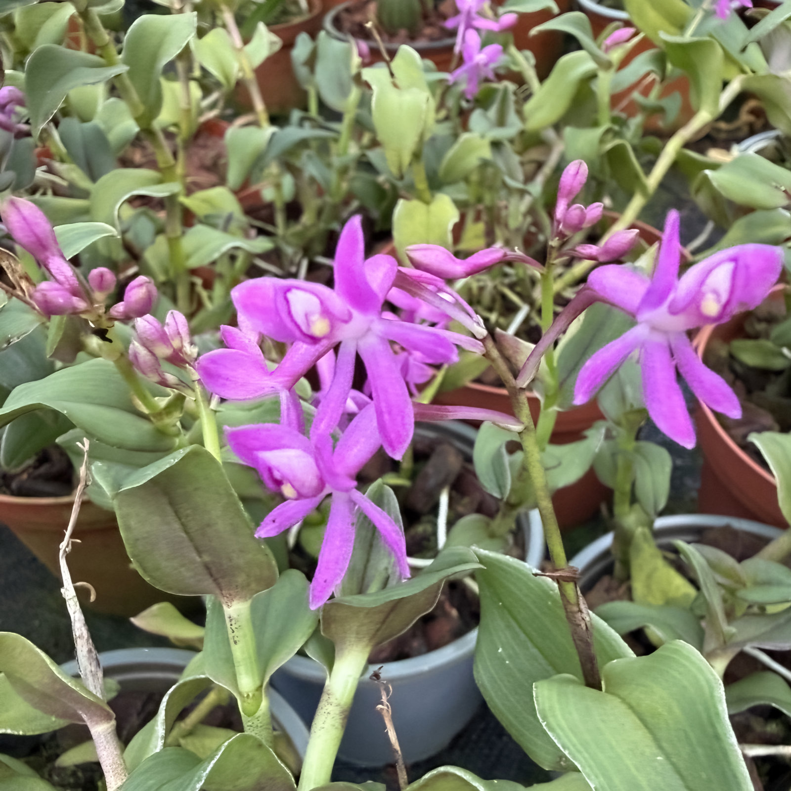 Epidendrum quisajanum