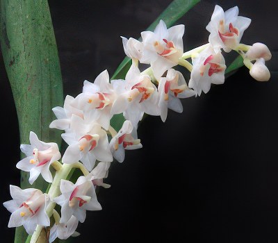 Eria hyacinthoides