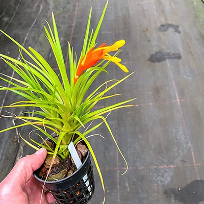 Guzmania angustifolia