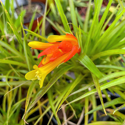 Guzmania angustifolia