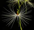 Habenaria myriotricha (medusae)