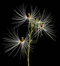Habenaria myriotricha (medusae)
