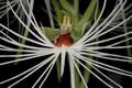 Habenaria myriotricha (medusae)