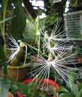 Habenaria myriotricha (medusae)