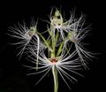 Habenaria myriotricha (medusae)