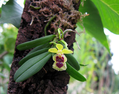 Haraella odorata syn. Haraella retrocalla