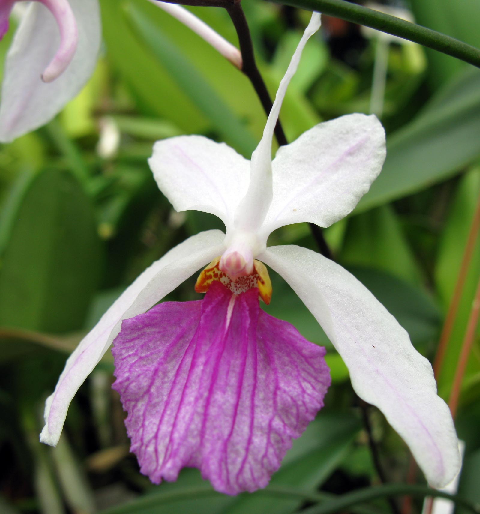 Holcoglossum kimballianum