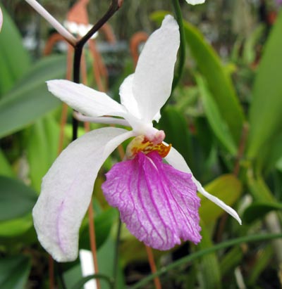 Holcoglossum kimballianum