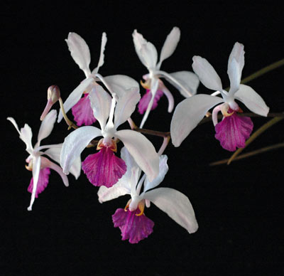 Holcoglossum kimballianum