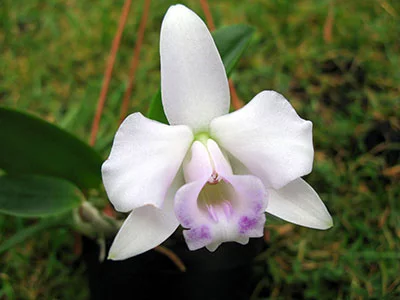 Laelia alaorii