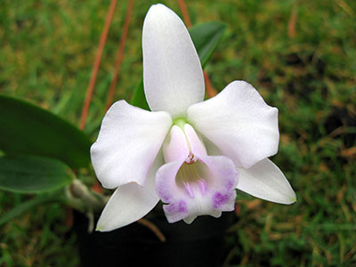 Laelia alaorii