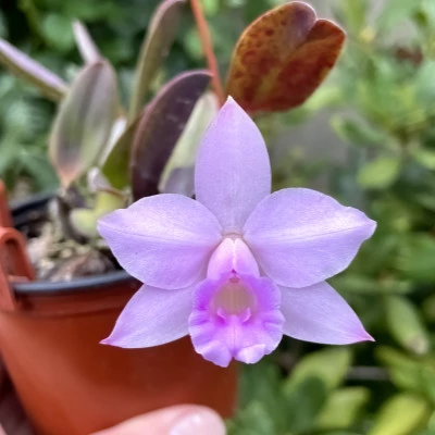 Laelia alaori pink type