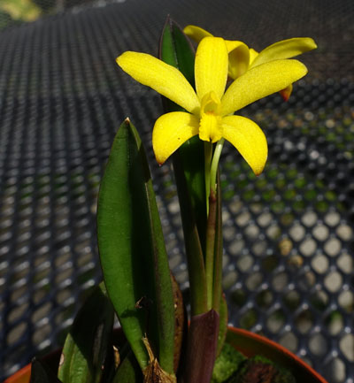 Laelia bradei