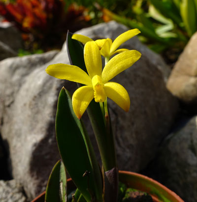 Laelia bradei