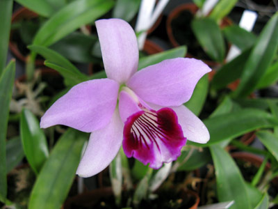 Laelia dayana