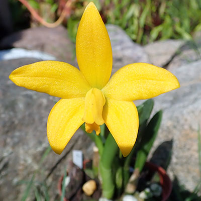Laelia esalqueana